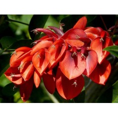 5 Piante di Erythrina Coralloides Vaso 7cm- Cespugli|Mondo Piante