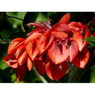 Erythrina Plant for Sale - Bush Plants Online | Mondo Piante