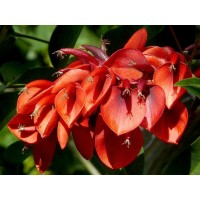 5 Piante di Erythrina Coralloides Vaso 7cm- Cespugli|Mondo Piante