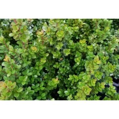 Vendita Piante di Myrsine in vaso 18cm- Piante  Online|Mondo Piante