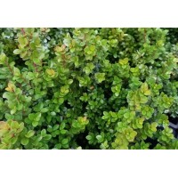Vendita Piante di Myrsine in vaso 18cm- Piante  Online|Mondo Piante