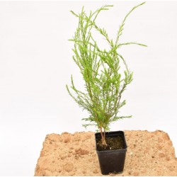 Coleonema Pulchrum, 5x... 2
