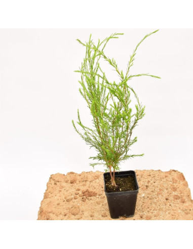 Coleonema Pulchrum Plant for Sale - Bush Plants Online | Mondo Piante
