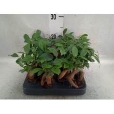 Vendita Bonsai Ficus Ginseng Vaso 9cm-Bonsai OnLine|Mondo Piante