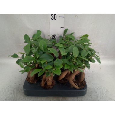 Vendita Bonsai Ficus Ginseng Vaso 9cm-Bonsai OnLine|Mondo Piante