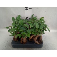Vendita Bonsai Ficus Ginseng Vaso 9cm-Bonsai OnLine|Mondo Piante