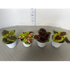 Coleus in Vaso 14 cm - Pianta dalle Foglie Colorate