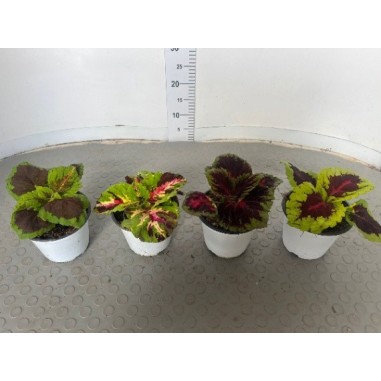 Coleus in Vaso 14 cm - Pianta dalle Foglie Colorate