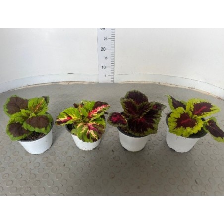 Coleus in Vaso 14 cm - Pianta dalle Foglie Colorate