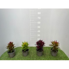 Pianta Celosia Spicata Vaso 14 cm: Vendita | Mondo Piante