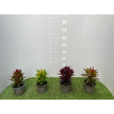 Celosia in Vaso 14 cm | Piante Fiorite | Mondo Piante
