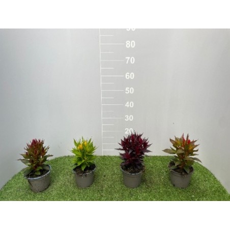 Celosia in Vaso 14 cm | Piante Fiorite | Mondo Piante