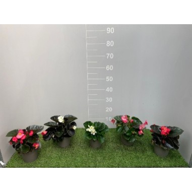 Begonia in Vaso 14 cm | Piante Fiorite | Mondo Piante