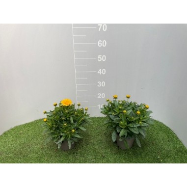 Coreopsis in Vaso 14 cm | Piante da Sole | Mondo Piante