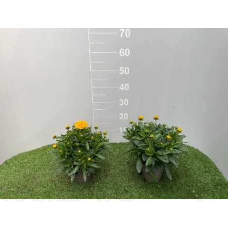 Coreopsis in Vaso 14 cm | Piante da Sole | Mondo Piante