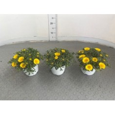 Asteriscus in Vaso 14 cm | Piante da Sole | Mondo Piante