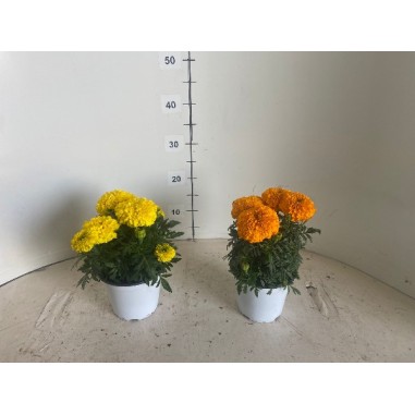 Tagete in Vaso 14 cm | Piante Estive | Mondo Piante