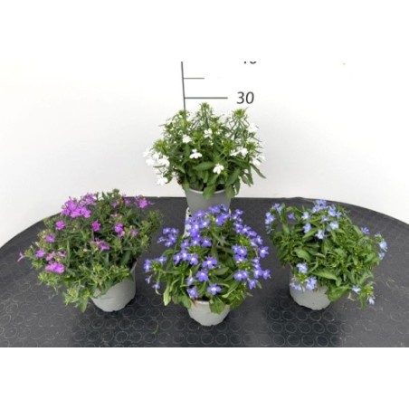 Lobelia in Vaso 14 cm | Piante Fiorite | Mondo Piante