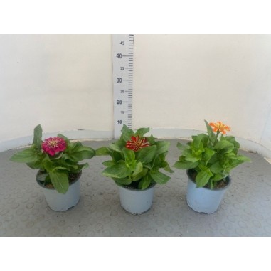 Zinnia in Vaso 14 cm | Piante Estive | Mondo Piante