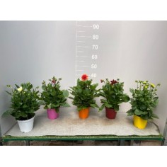 Dalia in Vaso 14 cm | Piante Estive | Mondo Piante