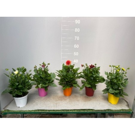Dalia in Vaso 14 cm | Piante Estive | Mondo Piante