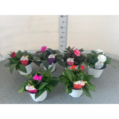 Sunpatiens in Vaso 14 cm | Piante da Sole | Mondo Piante