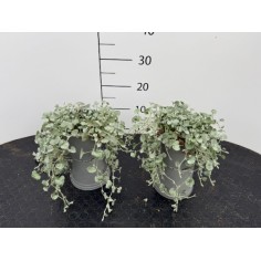 Pianta Dichondra Argentea Vaso 19 cm: Vendita | Mondo Piante
