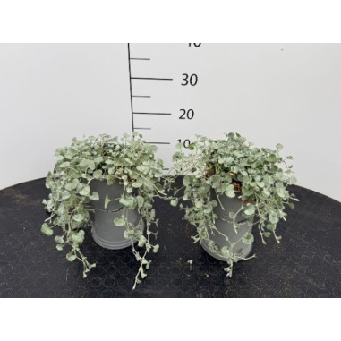Dichondra Argentea Vaso 14 cm | Piante Ricadenti | Mondo Piante
