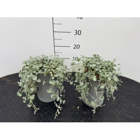 Dichondra Argentea Vaso 14 cm | Piante Ricadenti | Mondo Piante