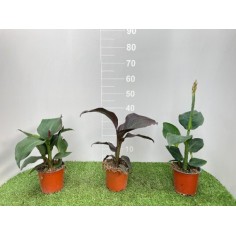 Canna Indica in Vaso 14 cm | Piante Esotiche | Mondo Piante