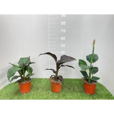 Canna Indica in Vaso 14 cm | Piante Esotiche | Mondo Piante