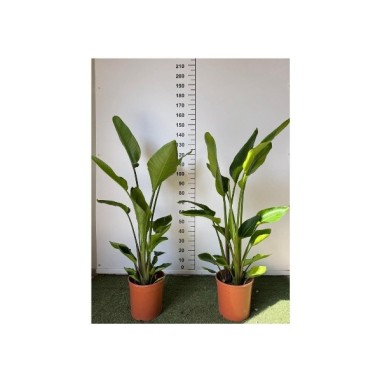 Strelitzia Nicolai Vaso 28 cm | Piante da Interno | Mondo Piante