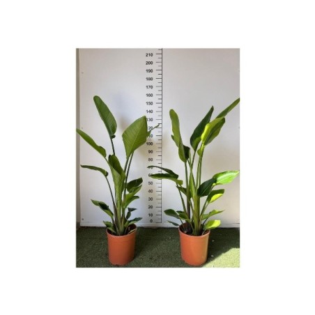 Strelitzia Nicolai Vaso 28 cm | Piante da Interno | Mondo Piante