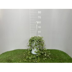 Pianta Glechoma Vaso 19 cm | Mondo Piante