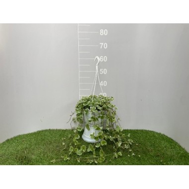 Glechoma Vaso 19 cm | Piante Ricadenti | Mondo Piante