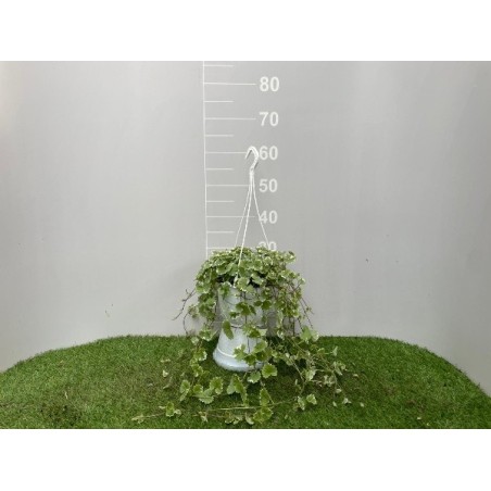 Glechoma Vaso 19 cm | Piante Ricadenti | Mondo Piante
