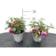 Fucsia in Vaso 14 cm | Piante da Ombra | Mondo Piante
