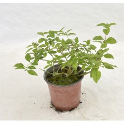 Lantana Sellowiana Plant 2
