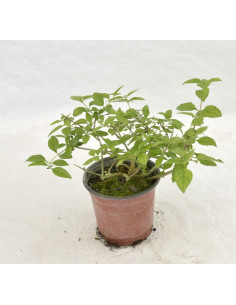 Pianta Lantana Sellowiana Vaso 14 cm: Vendita | Mondo Piante 2
