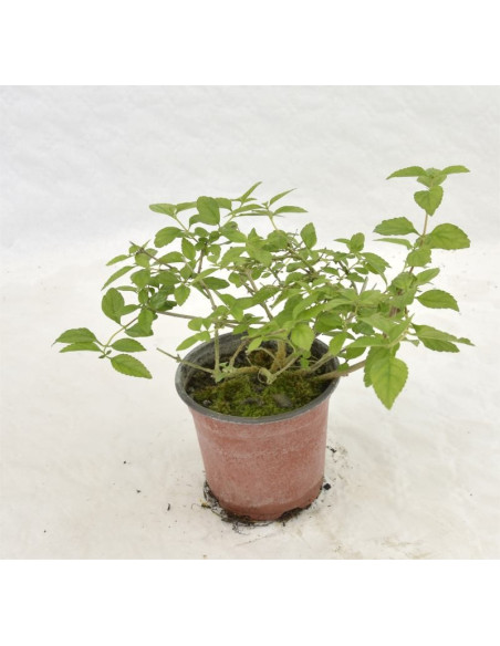 Pianta Lantana Sellowiana Vaso 14 cm: Vendita | Mondo Piante