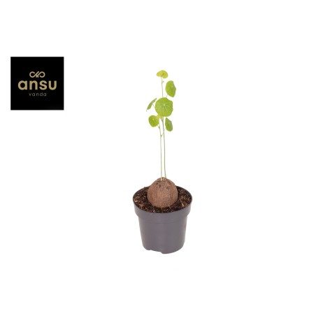 Vendita Stephania pierrei Erecta Vaso 12cm-Piante Verdi|Mondo Piante