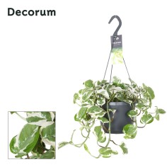 Vendita Pianta Epipremnum NJoy Vaso 17cm-Piante Online | Mondo Piante