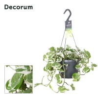Vendita Pianta Epipremnum NJoy Vaso 17cm-Piante Online | Mondo Piante