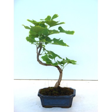 Vendita Bonsai Ginkgo biloba-Bonsai OnLine|Vivaio Mondo Piante