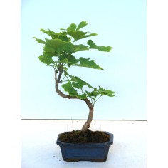 Vendita Bonsai Ginkgo biloba-Bonsai OnLine|Vivaio Mondo Piante 2