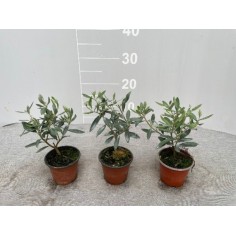 On-line Sale of the Leccino olive tree-Fruit Trees|Mondo Piante 2