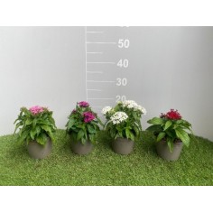 Pentas in Vaso Ø 14 cm | Fiori a Stella | Mondo Piante