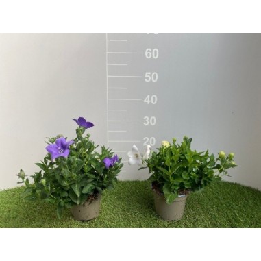 Platycodon | Campanula a Palloncino | Mondo Piante