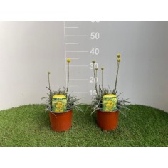 Pianta Craspedia Golf Beauty Vaso 15 cm: Vendita | Mondo Piante