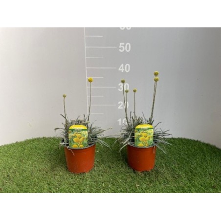 Craspedia in Vaso 15 cm | Fiori Gialli a Sfera | Mondo Piante